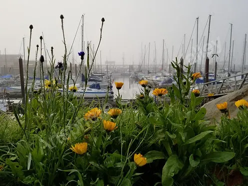 Misty Marina
