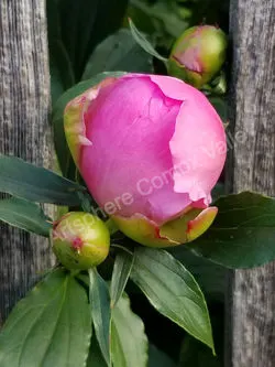 Emerging