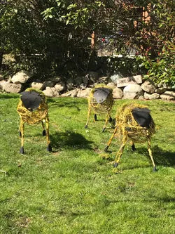Lambs in Garden
