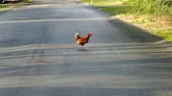 Why did the Chicken cross the Road - Photo by Bonnie Luterbach