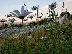 Through The Blooms