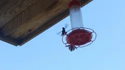 Bonnie Luterbach Humming Birds at Feeder