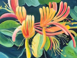 Honeysuckle