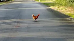 chicken rushing across street in Comox -